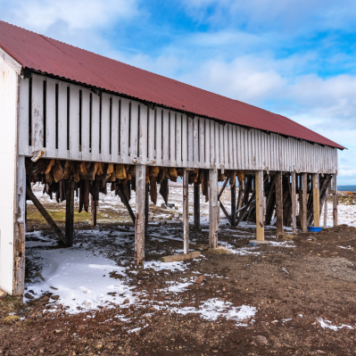 Scoprire il curioso museo dello squalo - Snaefellsnes
