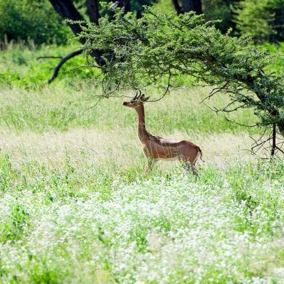 Gli “Special Five” del Samburu National Reserve - Riserva Nazionale di Samburu