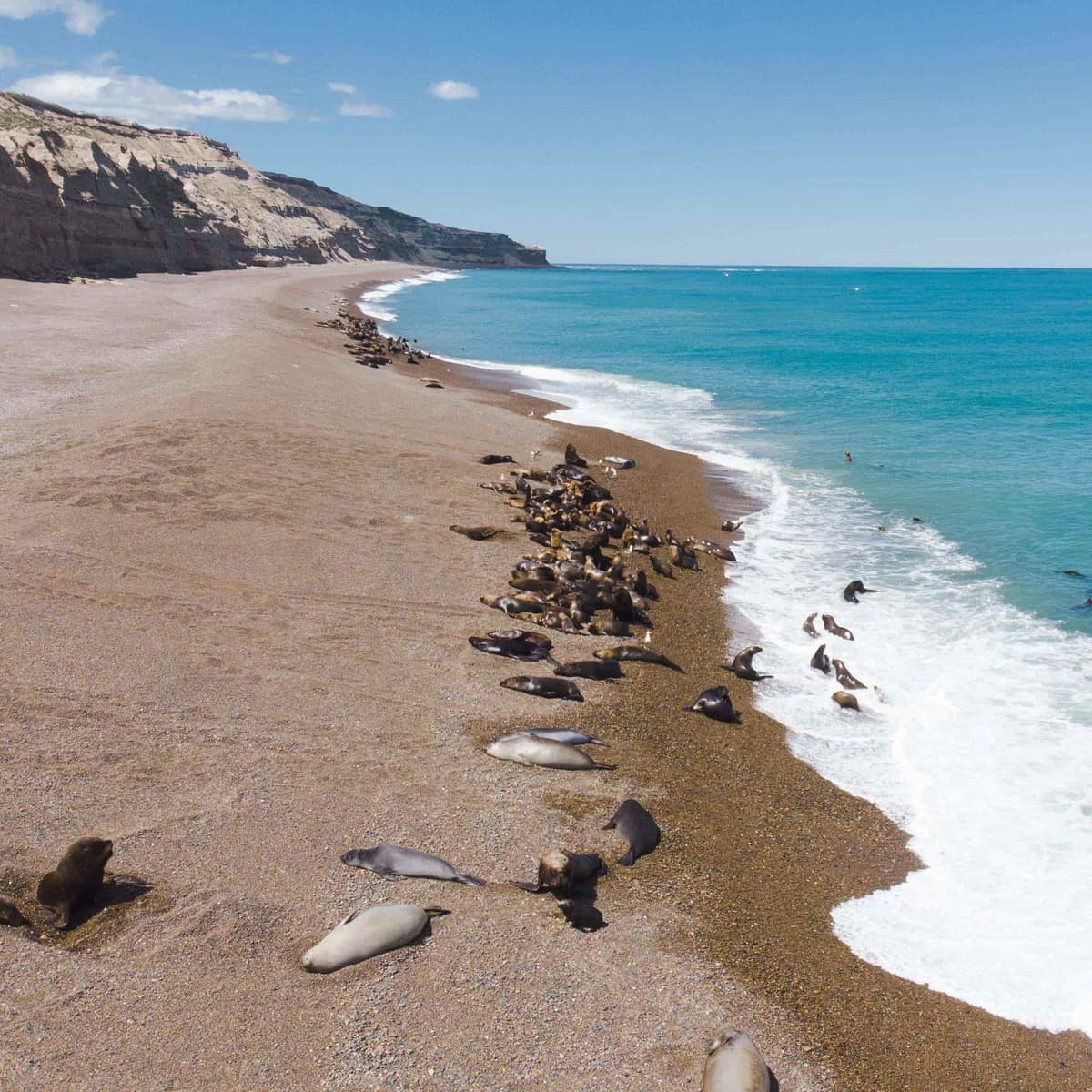 Aventura Punta Ninfas - Puerto Madryn
