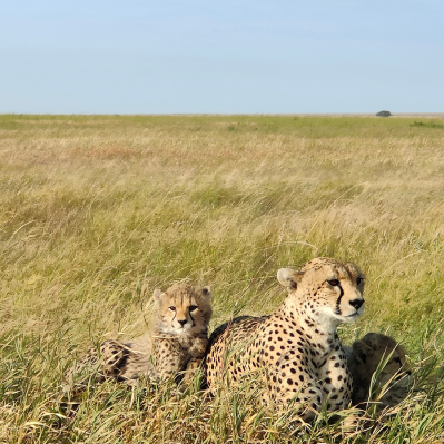 Visita ai migliori Parchi Nazionali della Tanzania (Serengeti, Ngorongoro, Lake Manyara  - Serengeti (Tanzania)