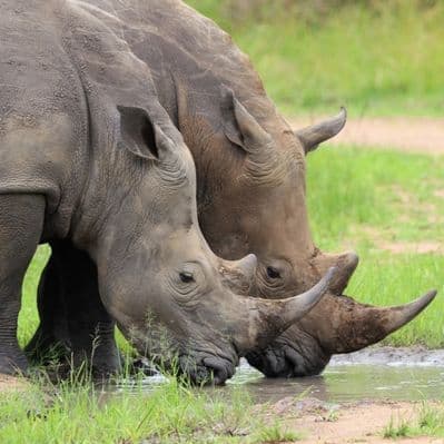 Osservare i rinoceronti al Santuario di Ziwa  - Murchison Falls National Park