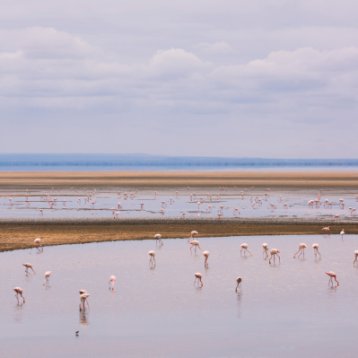Volo diretto da Zanzibar nel cuore del Lake Manyara National Park - Zanzibar Island