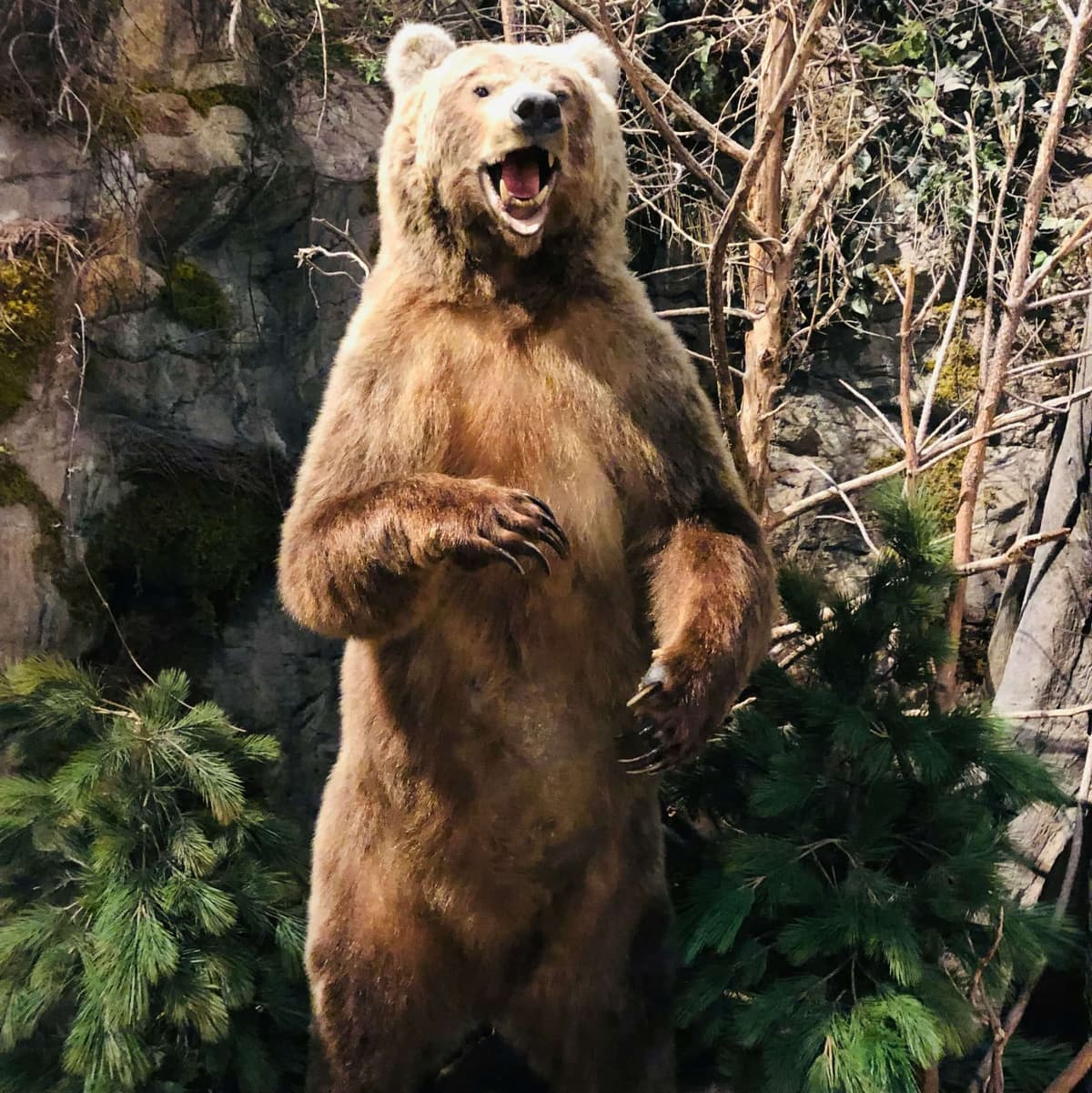 Bear House  - Moskova