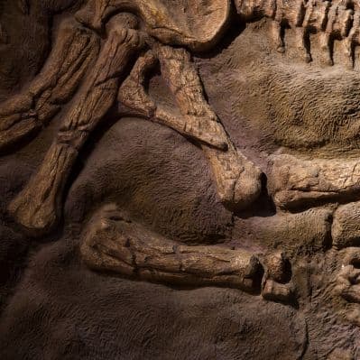 Visita al Museo di Storia Naturale - New York NY