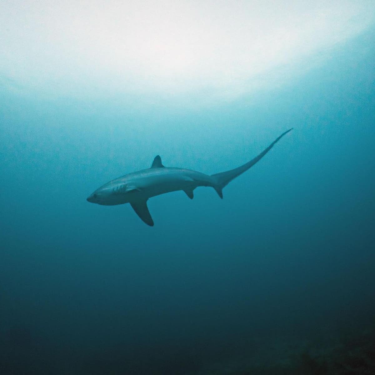 Diving Package - Malapascua Island