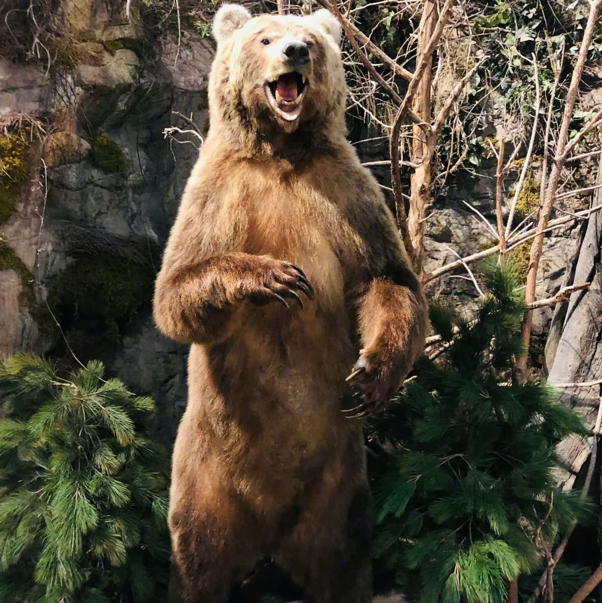 Bear House  - Moscú