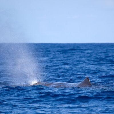 Osservare la fauna marina che popola le acque delle Azzorre - Sao Miguel