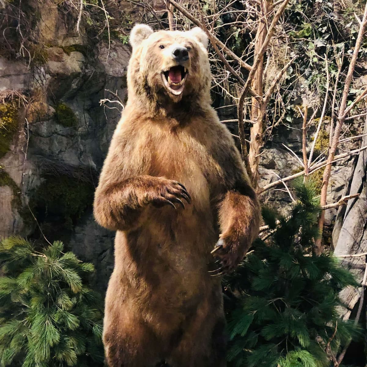 Bear House  - Москва