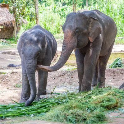 Entrare in contatto con gli elefanti all’Elephant Rescue Park - Chiang Mai