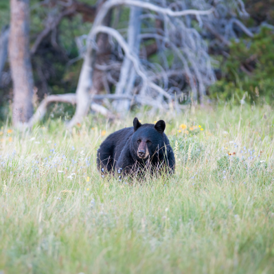 Escursione per avvistamento dell’orso nero - Ottawa