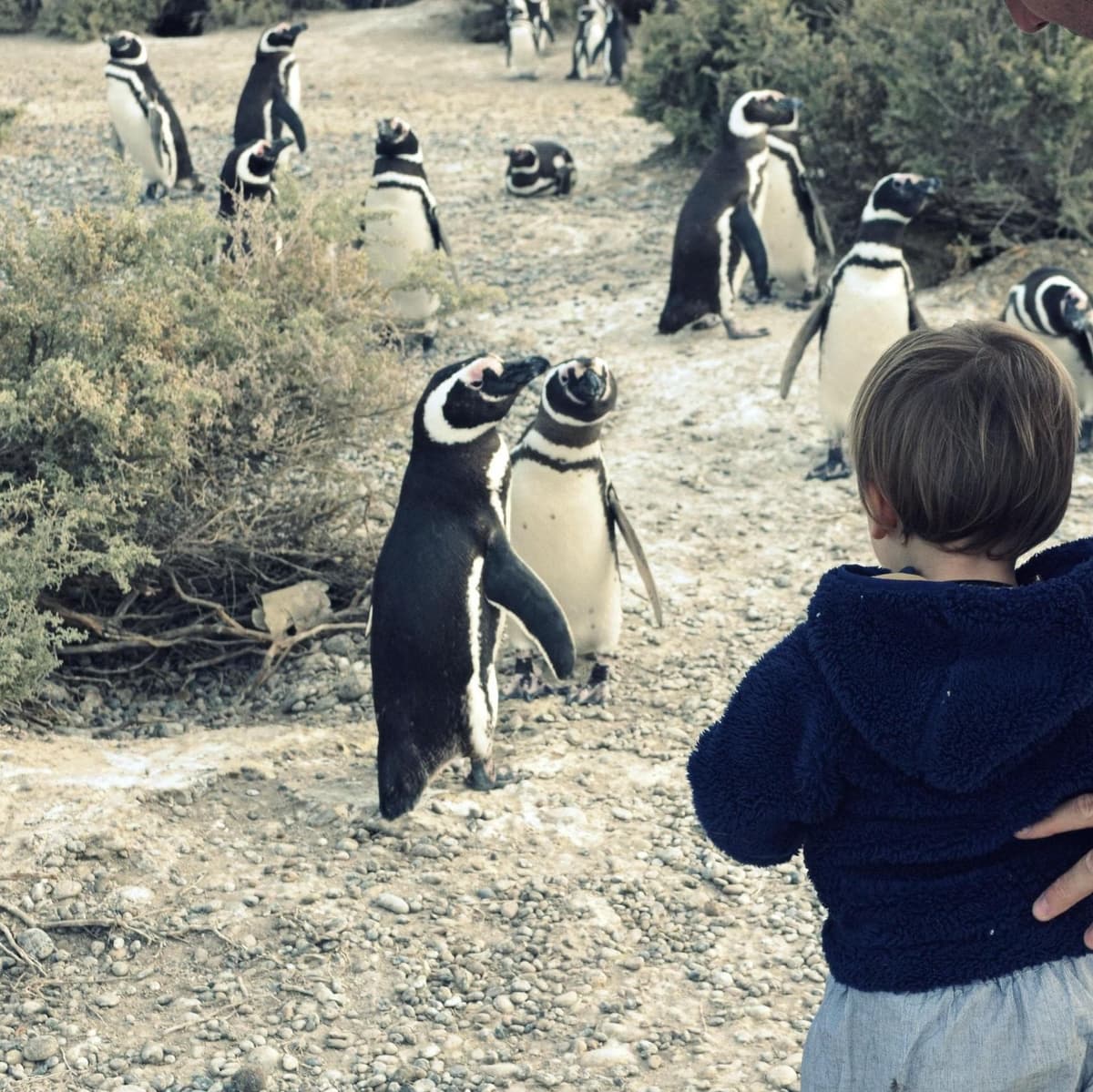 El Pedral Ranch: Countryside Day and Penguins - Puerto Madryn