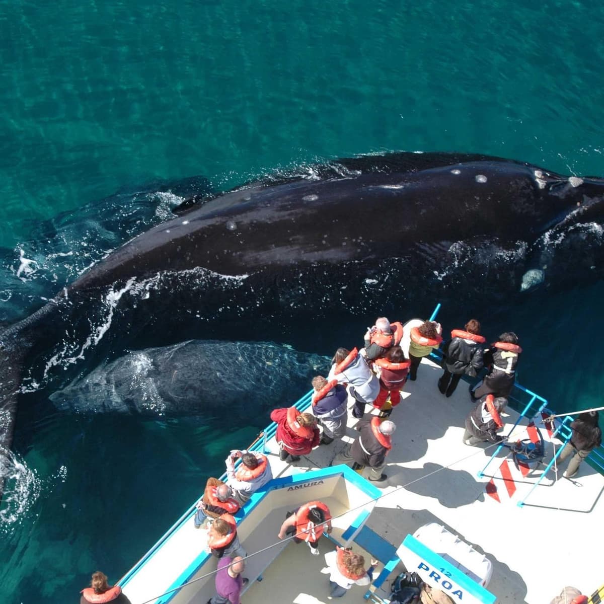 Valdes Peninsula - Puerto Madryn