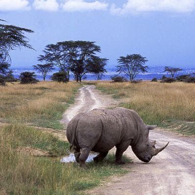 I rinoceronti bianchi e neri di Lake Nakuru - Nakuru
