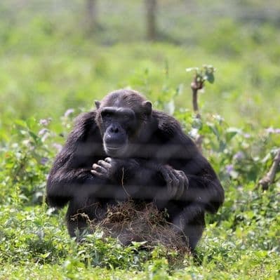 Incontrare gli scimpanzè all’isola di Ngamba - Entebbe