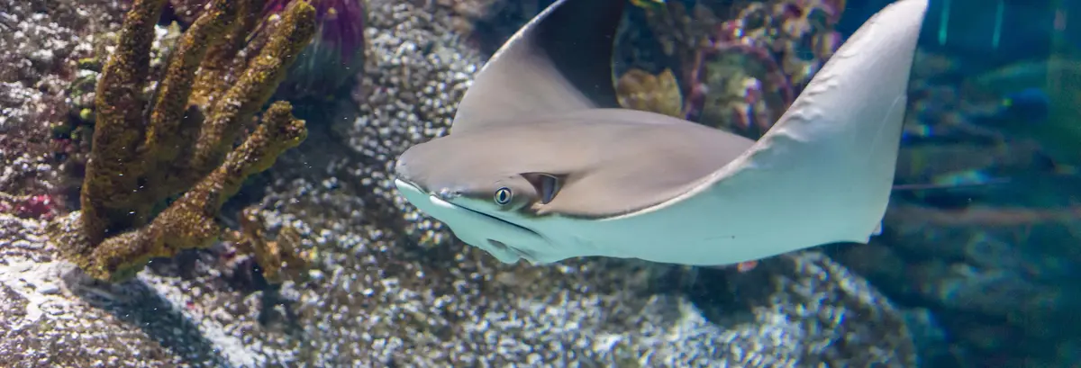 SEA LIFE® Melbourne Ticket