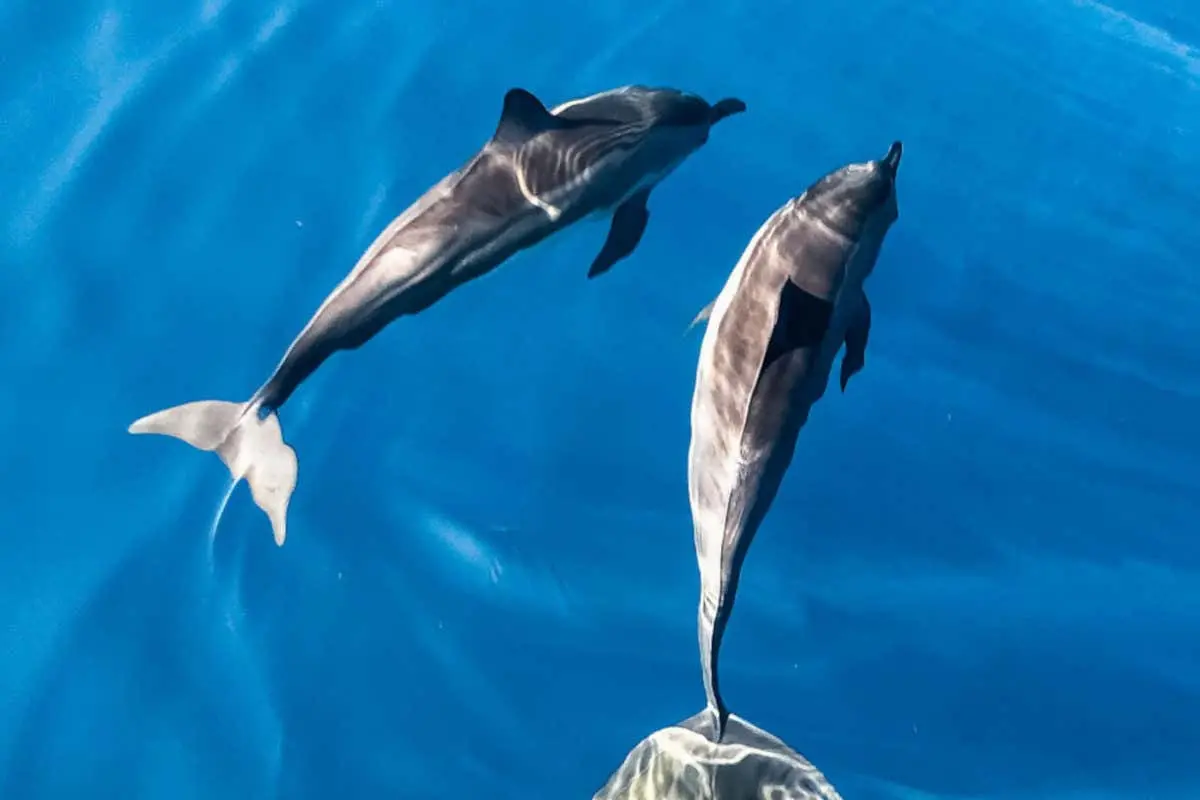 Dhiffushi Dolphin Watching