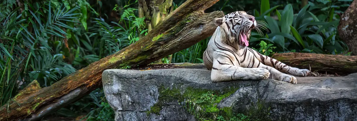 Singapore Zoo Tour