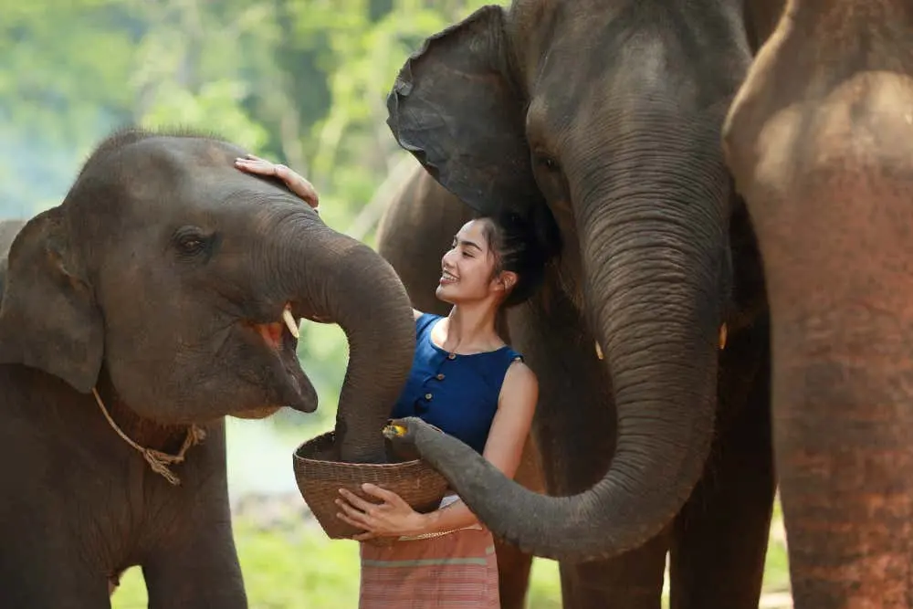 Elephant Conservation Center Day Trip