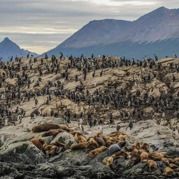 Tierra del Fuego National Park + Beagle Channel Navigation - Ushuaia