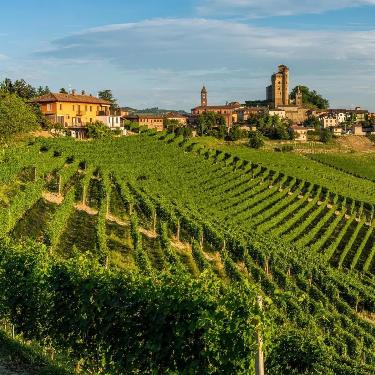 Guided tour of Alba and Bra with tasting - Turí