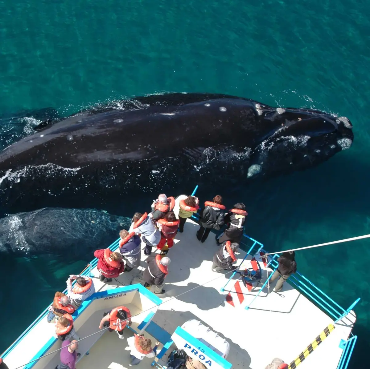 Classic Valdés Peninsula + Whale Watching - Puerto Madryn