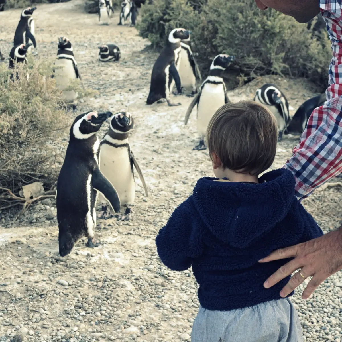 Estancia El Pedral: Countryside Day and Penguins - Puerto Madryn