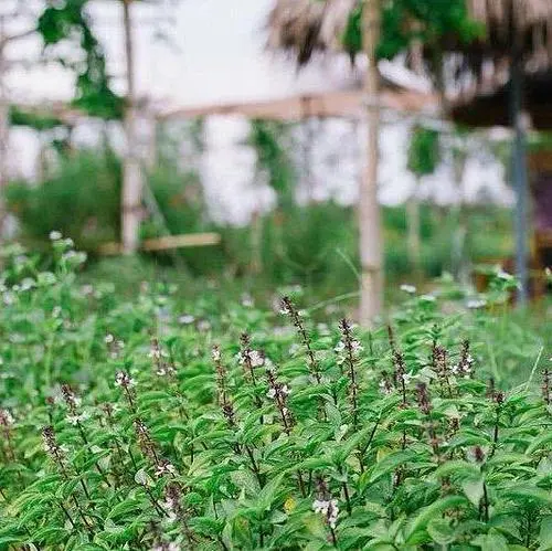 Ad Hoi Han visita alla fattoria di erbe biologiche della Signora Thien Hang, fondatrice della fattoria, per imparare le proprietà delle piante medicinali, dei fiori e metodi di respirazione e rilassamento - Hue