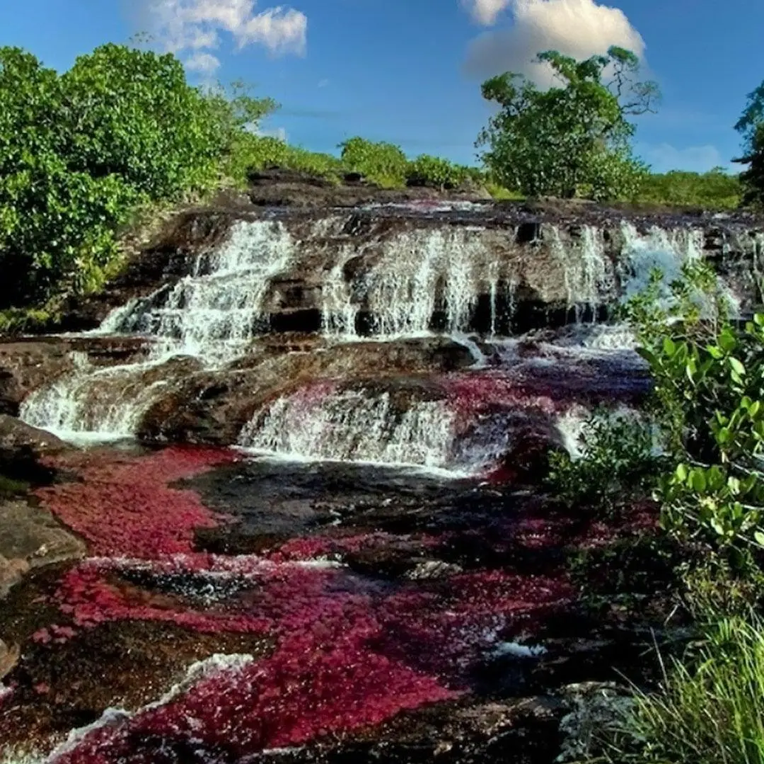 Día 4. Caño Cristales  - La Macarena