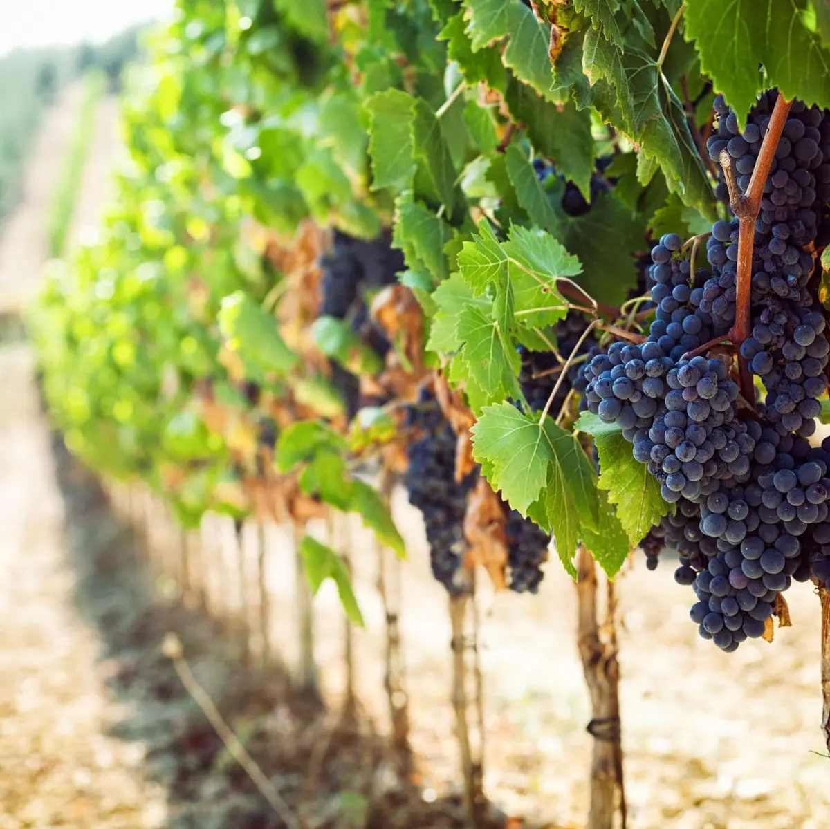 Visit of a farmhouse in the Tuscan countryside with wine tasting - Siena