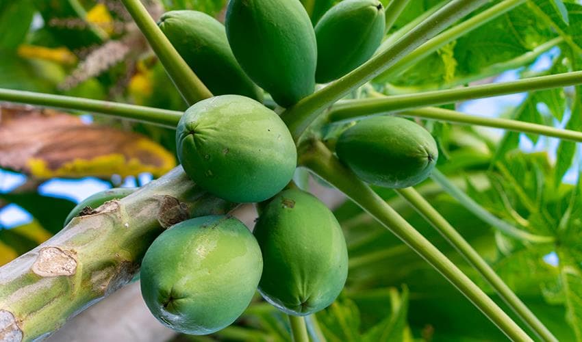 Honolulu Hawaii Experience 7D/6N