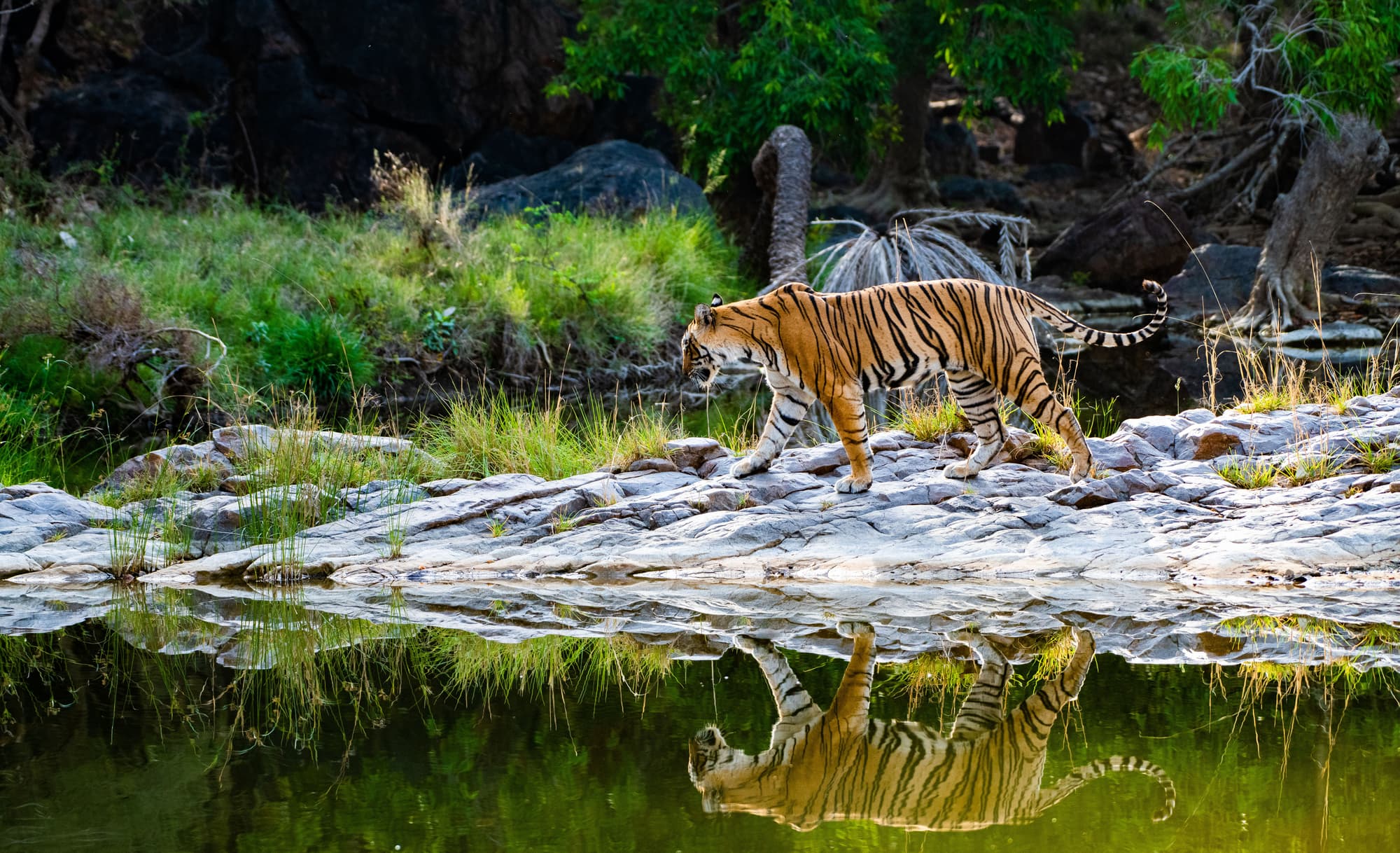 Colours of Rajasthan - Pushkar Festival (2026)