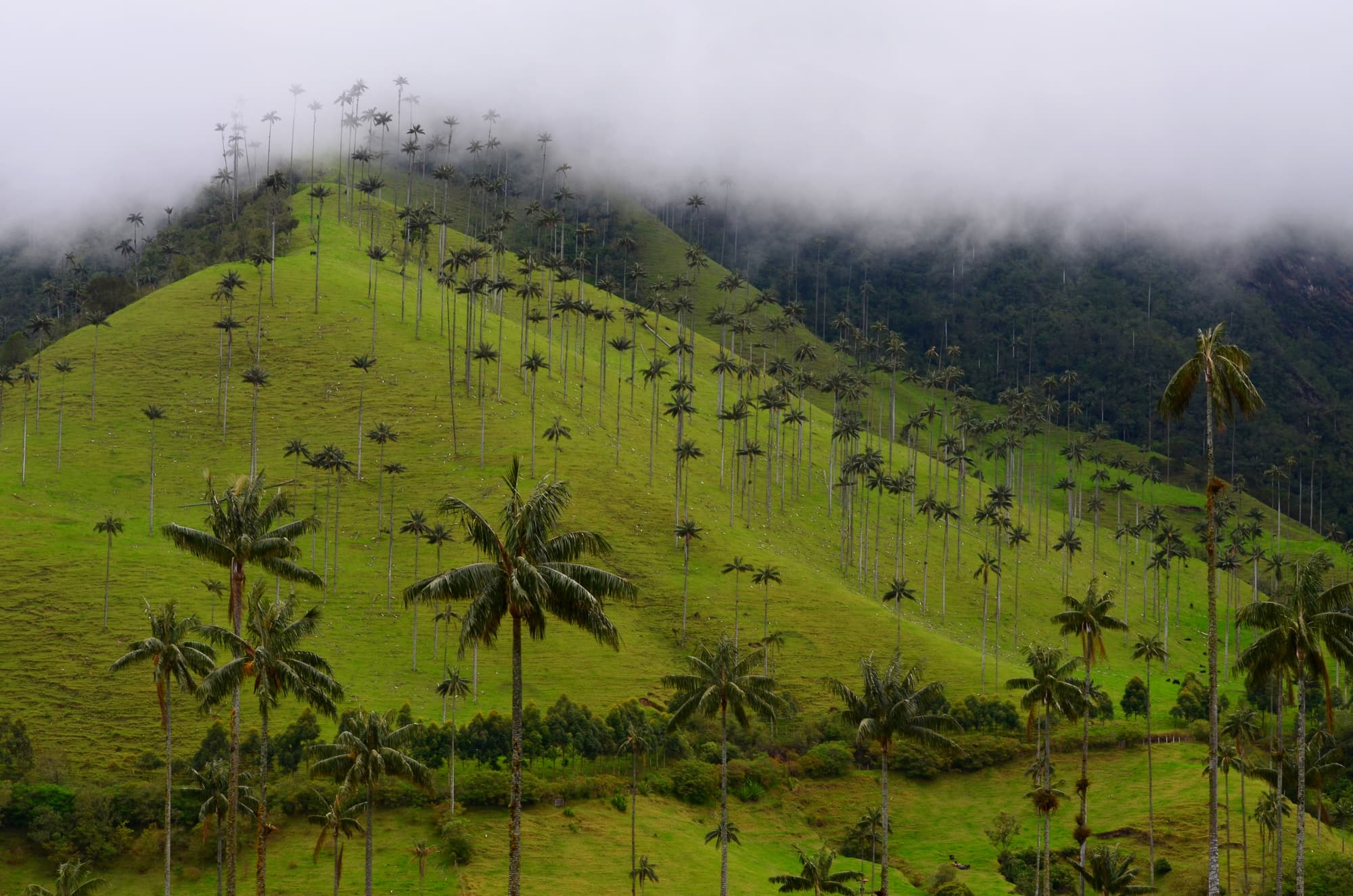 Colombia: Culture, Coffee & Caribbean