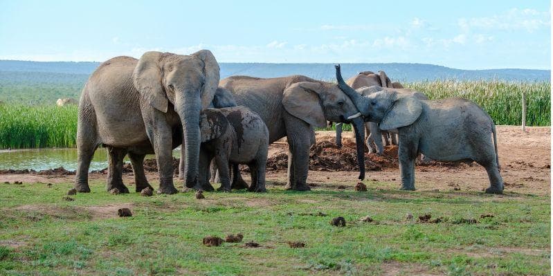 PORT ELIZABETH / ADDO ELEPHANT NATIONAL PARK / PORT ELIZABETH