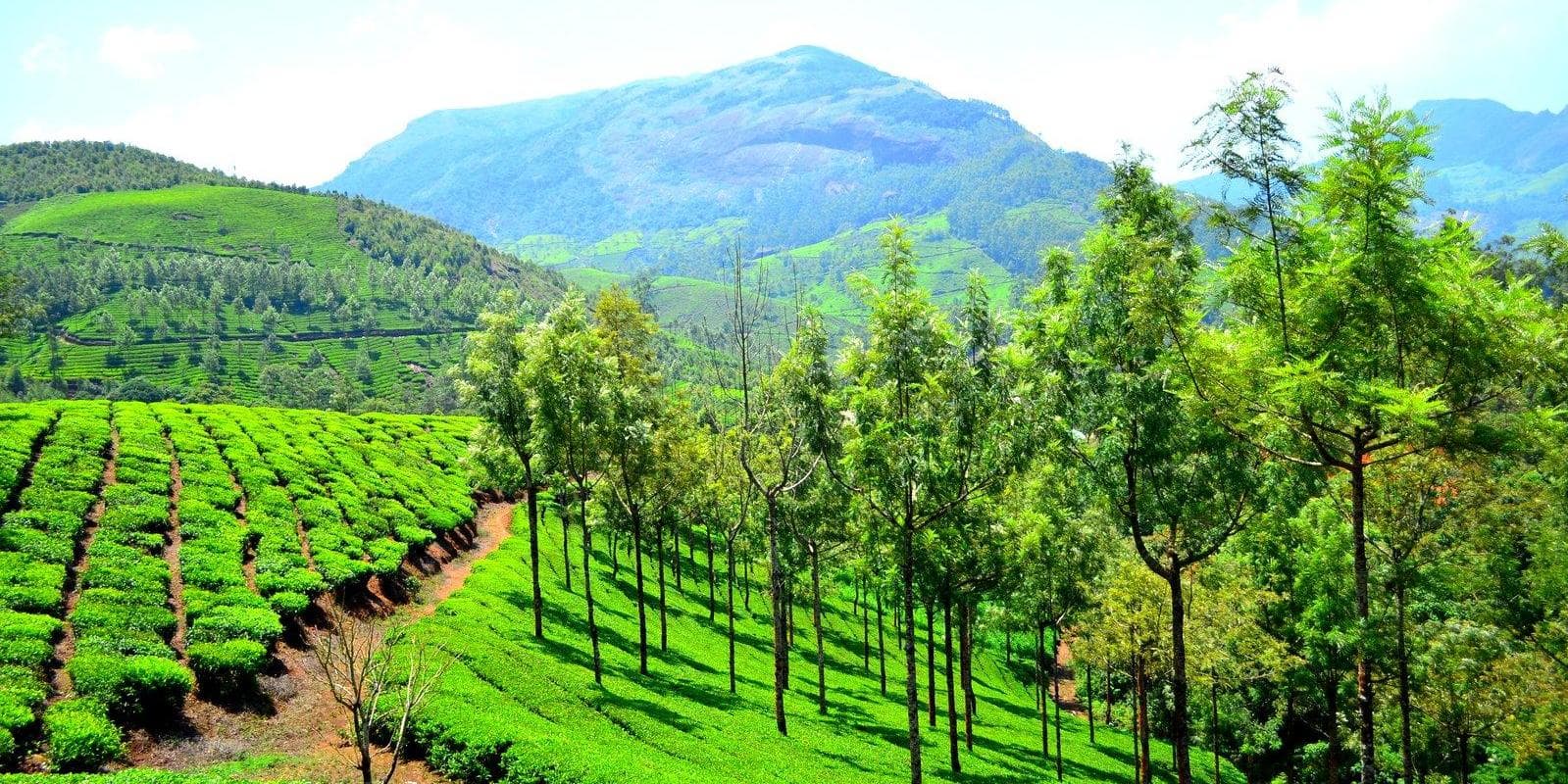 Day 02: Sightseeing  of Kochi, Drive to Munnar (120 Km / 03:30 hrs)