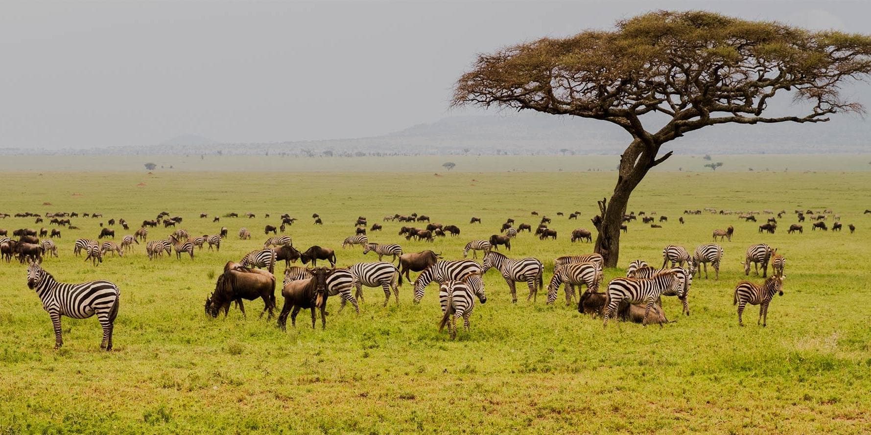  Día 7 | Lunes 25 de Mayo | Serengueti