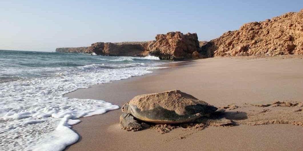 DAY 07: WAHIBA SAND – SUR – RAS AL HADD