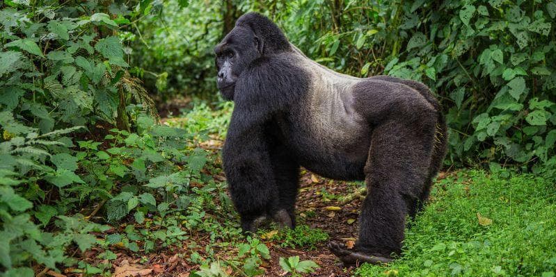 BWINDI IMPENETRABLE NATIONAL PARK/LAKE MBURO NATIONAL PARK