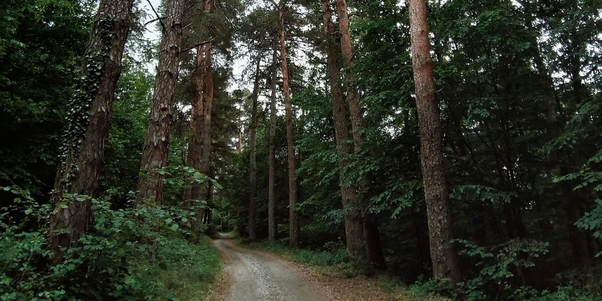 DAY 6: CAIRNS - DAINTREE RAINFOREST