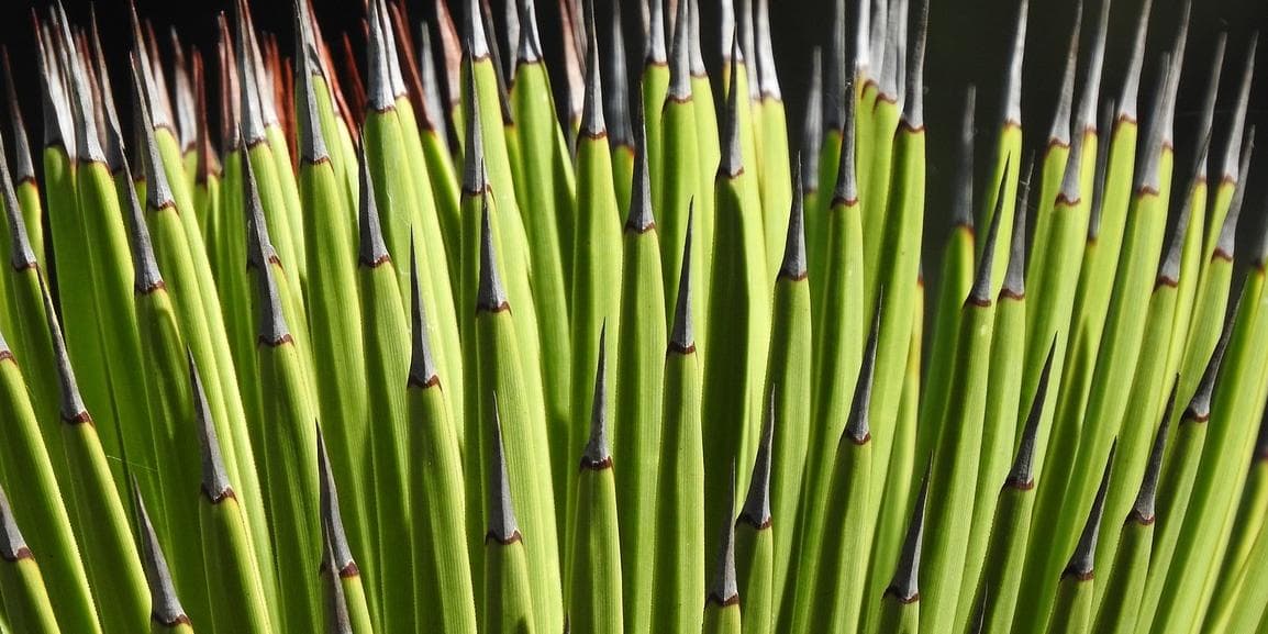 7º Giorno - Merida / Sotuta de Peón / Merida