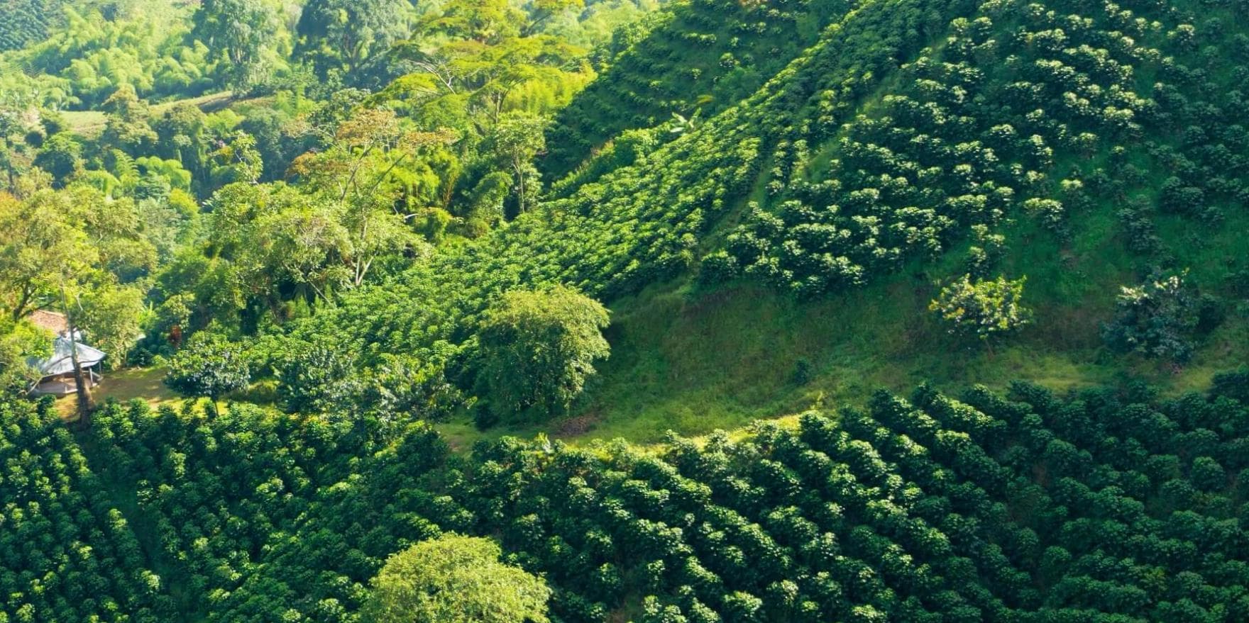 Dia 5. Pereira - Tour do Café