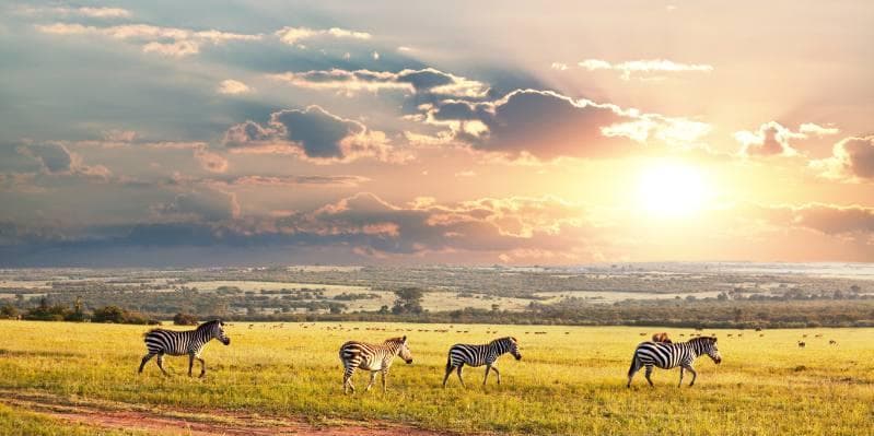 Jour 5 : Etosha est - Etosha sud (région centre et sud) (200 km dans la journée)