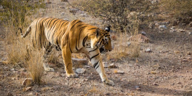 JAIPUR / RANTHAMBORE NATIONAL PARK