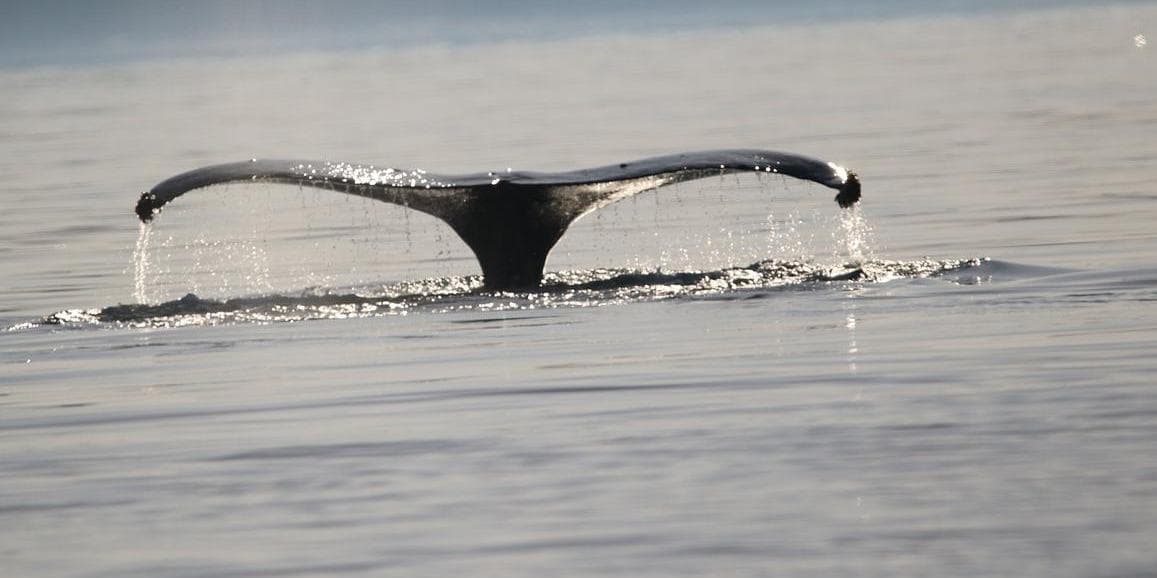 2° Giorno: Buenos Aires / P.to Madryn B/-/-