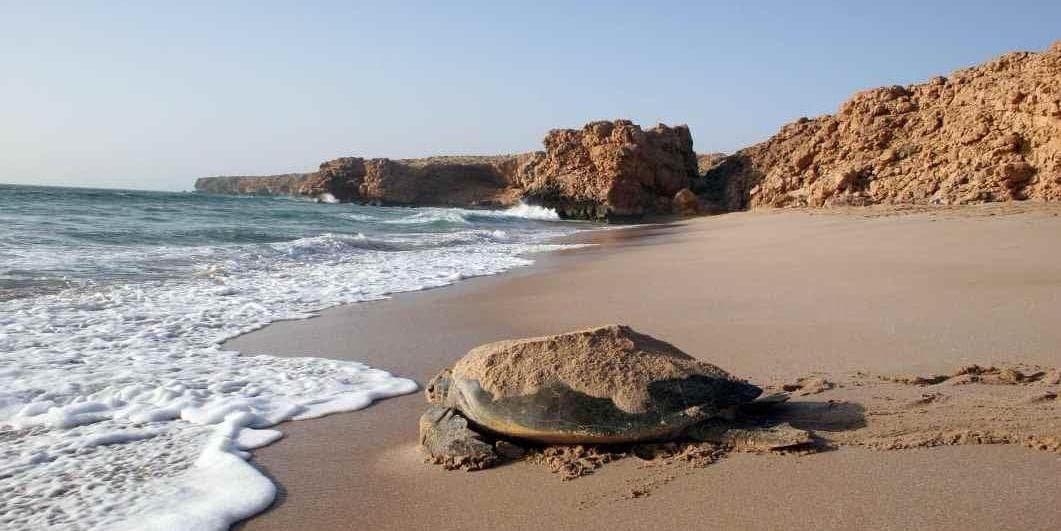 DAY 02: MUSCAT– WADI ARBAYEEN – BIMAH SINK HOLE – RAS Al HADD