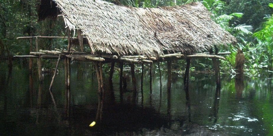 Day 7 : Dzanga Sangha National Park