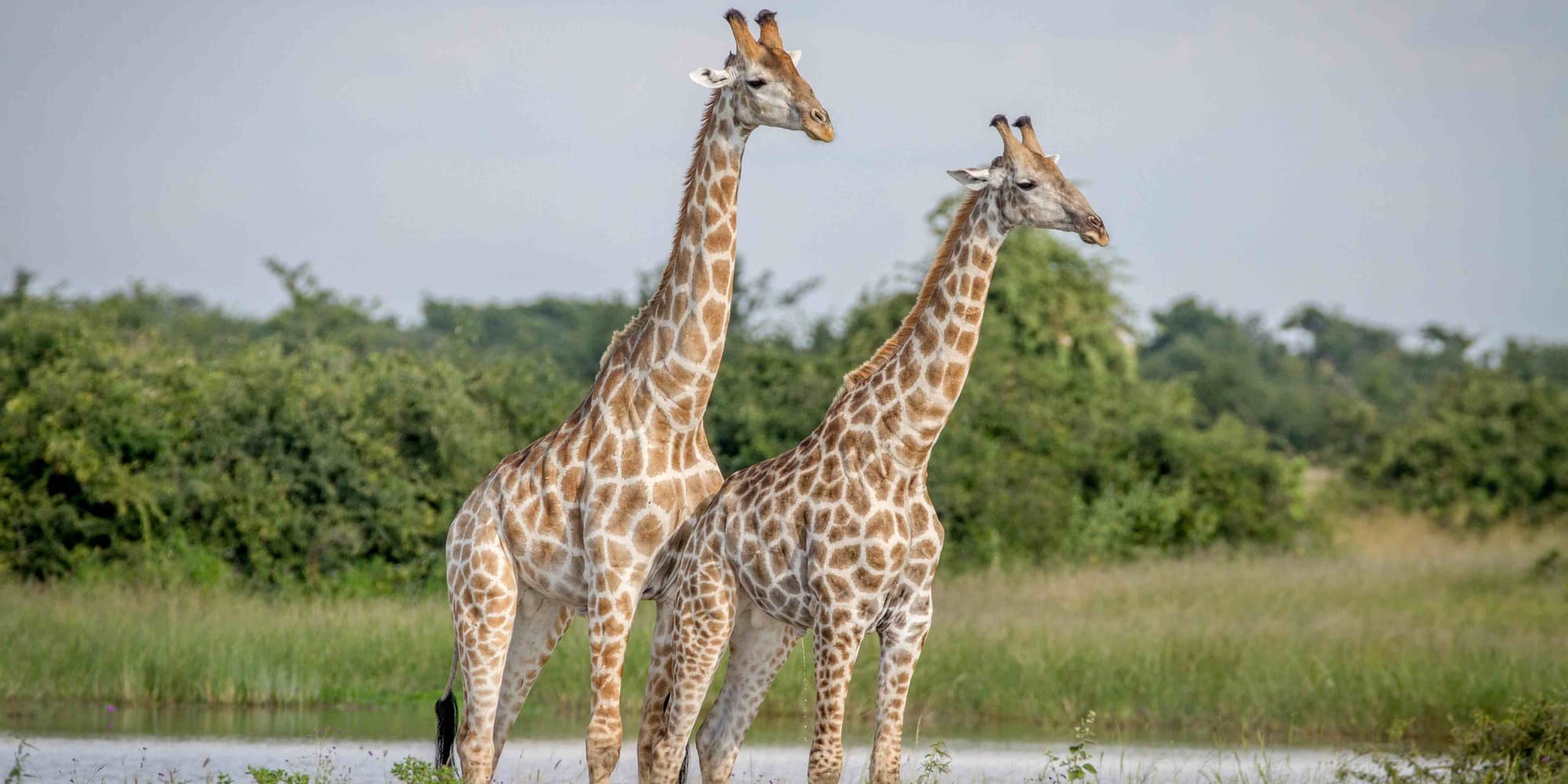 Giorno 6 e 7: Delta dell’Okavango