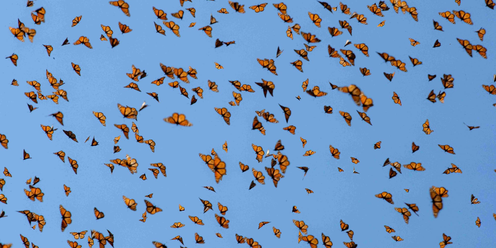 DÍA 04. MARIPOSA MONARCA & VALLE DE BRAVO