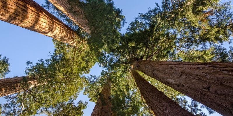 YOSEMITE National Park / KINGS CANYON / SEQUOIA National Park / VISALIA-dintorni