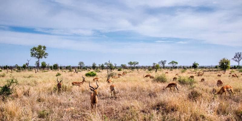 Jour 9 : Zulu Nyala / Durban (250 km / 3 h) Le Cap (2 h 30 de vol)