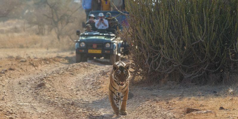 JAIPUR/RANTHAMBORE NATIONAL PARK 